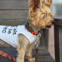 La correa ¡MÁS PERRONA!