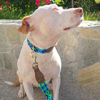 La correa ¡MÁS COOL!