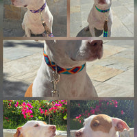 El collar ¡MÁS PERRÓN!