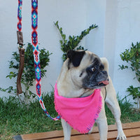 La correa ¡MÁS CUTE!