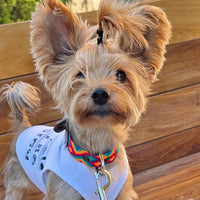 El collar ¡MÁS PERRÓN!