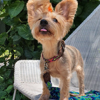 La correa ¡MÁS COOL!