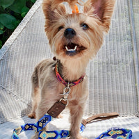 La correa ¡MÁS NICE!