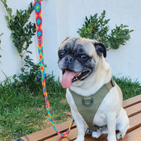 La correa ¡MÁS PERRONA!