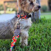 La correa ¡MÁS PERRONA!