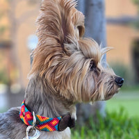 El set ¡MÁS PERRÓN!