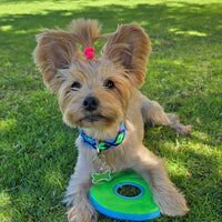 El collar ¡MÁS COOL!