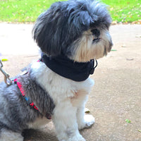 Snood Trendy Negro 🖤