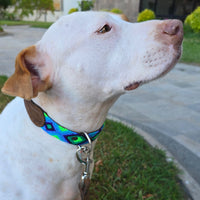 El collar ¡MÁS COOL!