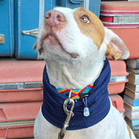 El collar ¡MÁS PERRÓN!