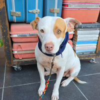 La correa ¡MÁS PERRONA!