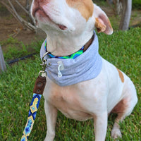 La correa ¡MÁS NICE!