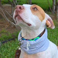 El collar ¡MÁS COOL!