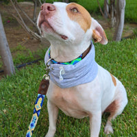 Snood Trendy Gris 🩶