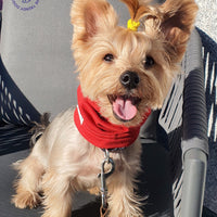 Snood Trendy Rojo ❤️