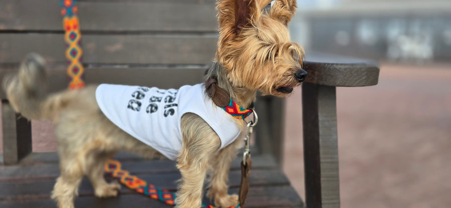 La correa ¡MÁS PERRONA!