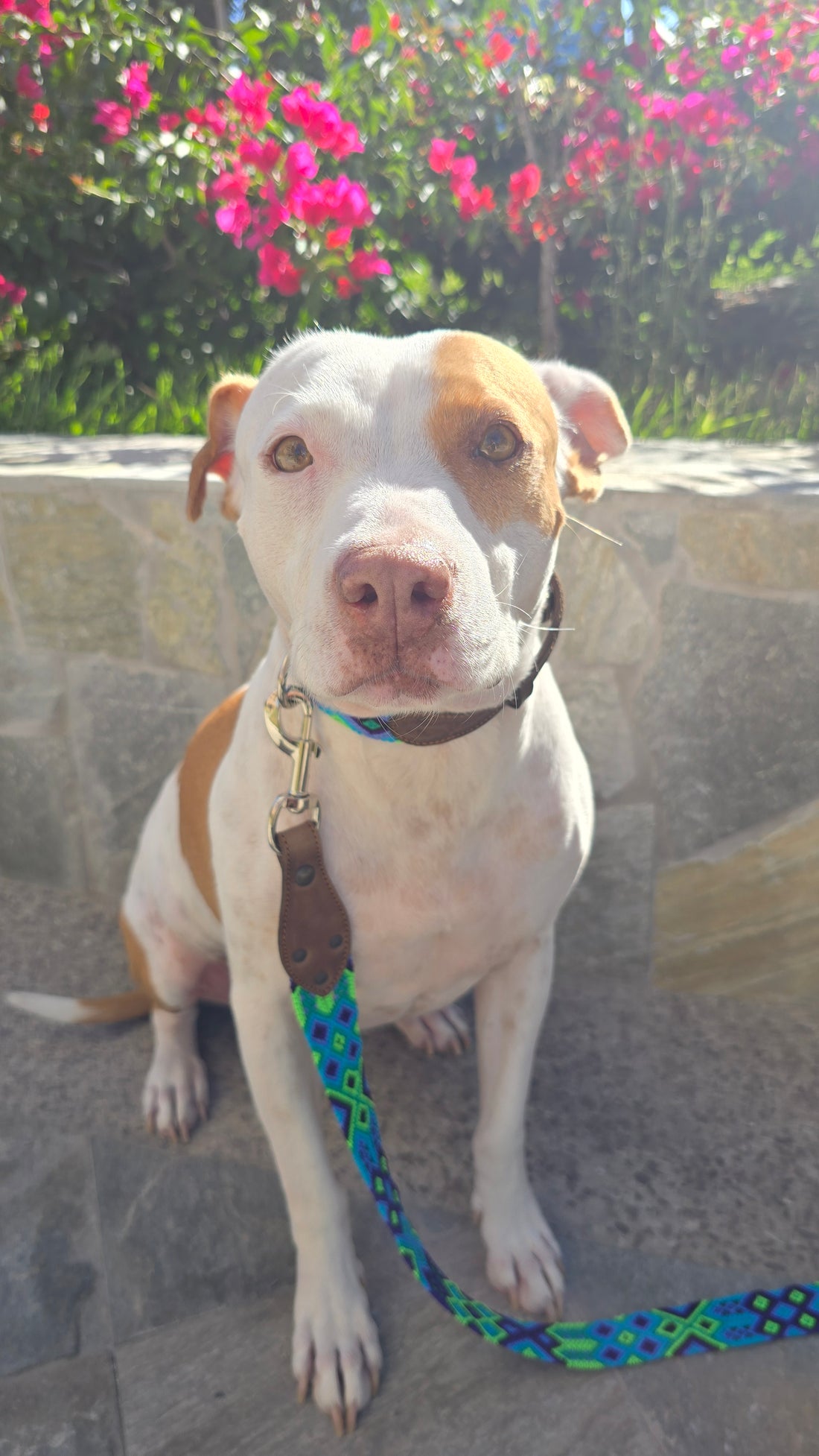 La correa ¡MÁS COOL!