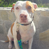 La correa ¡MÁS COOL!