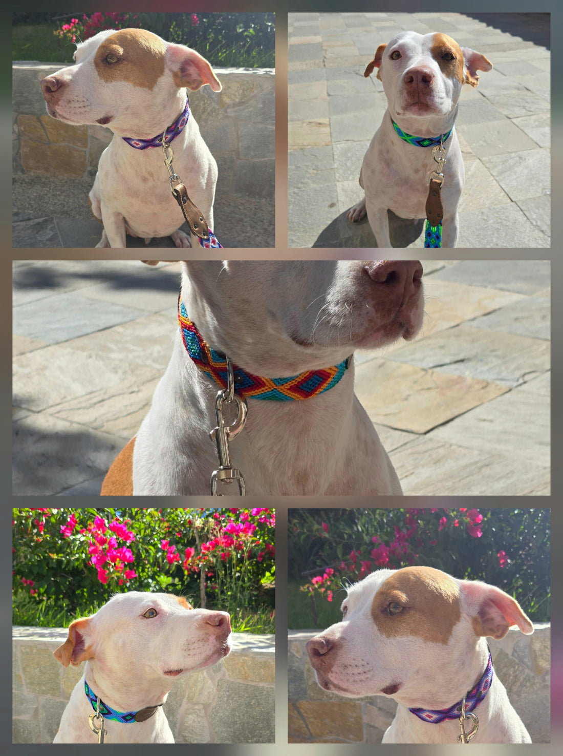 El collar ¡MÁS PERRÓN!