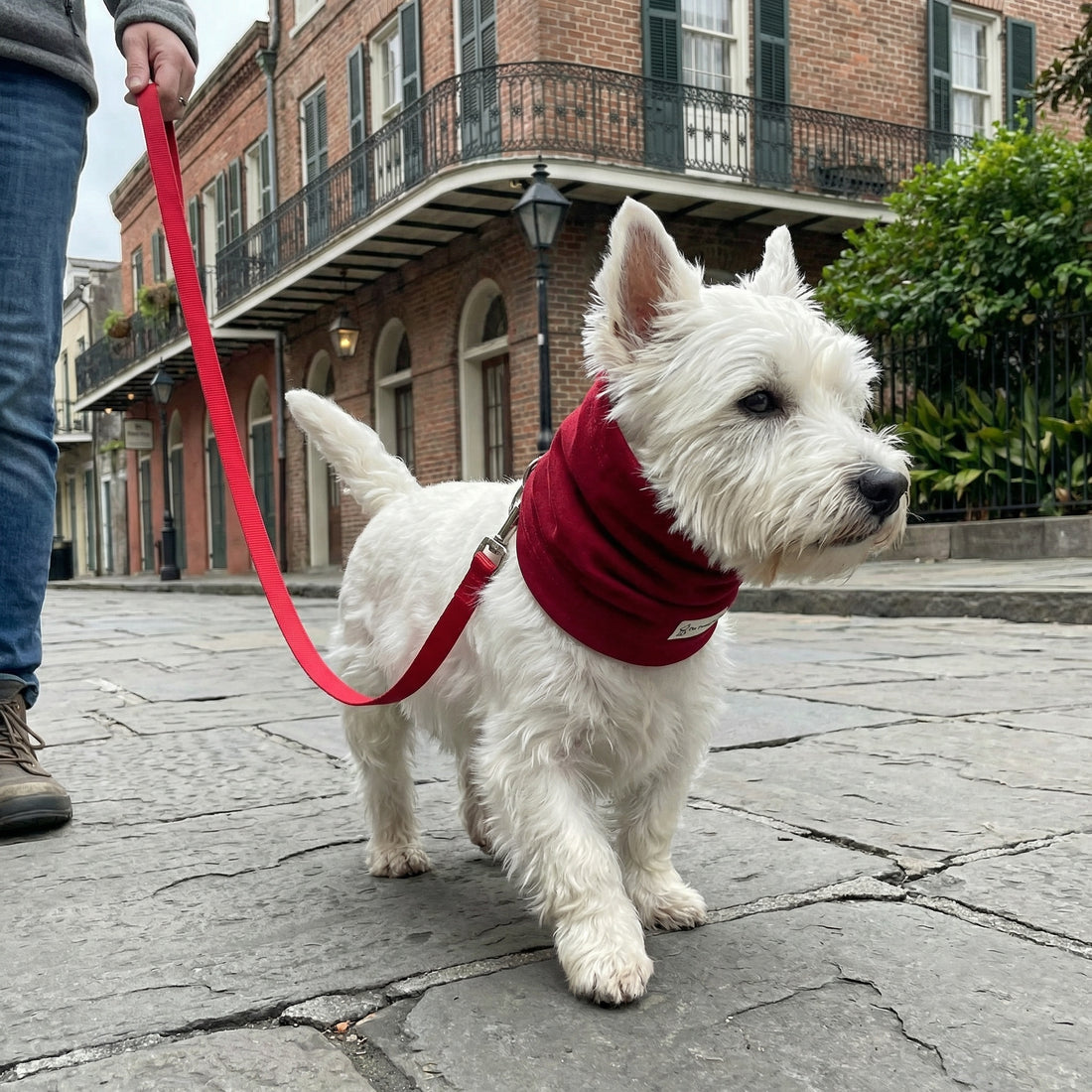 Snood Trendy Rojo ❤️