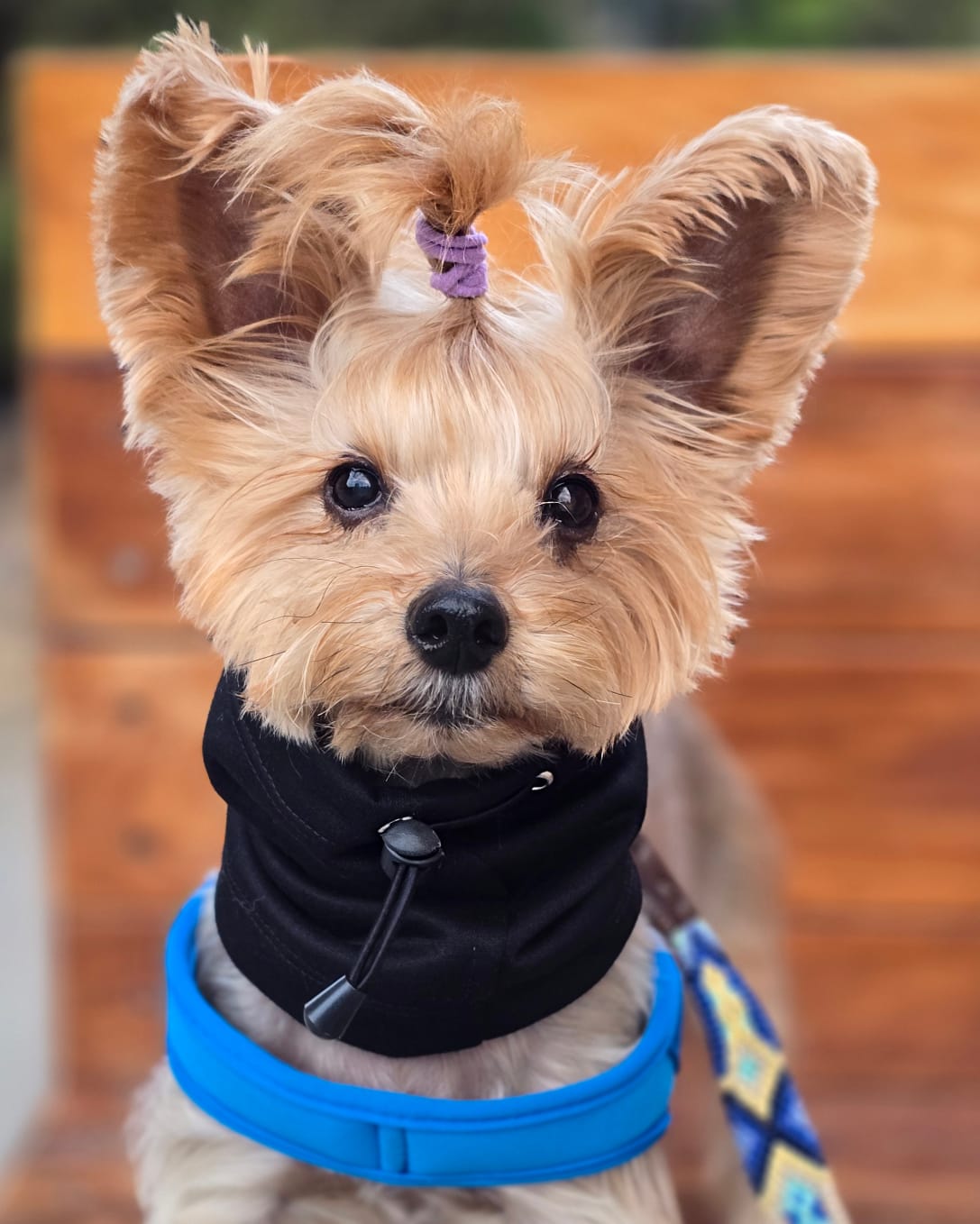 Snood Trendy Negro 🖤