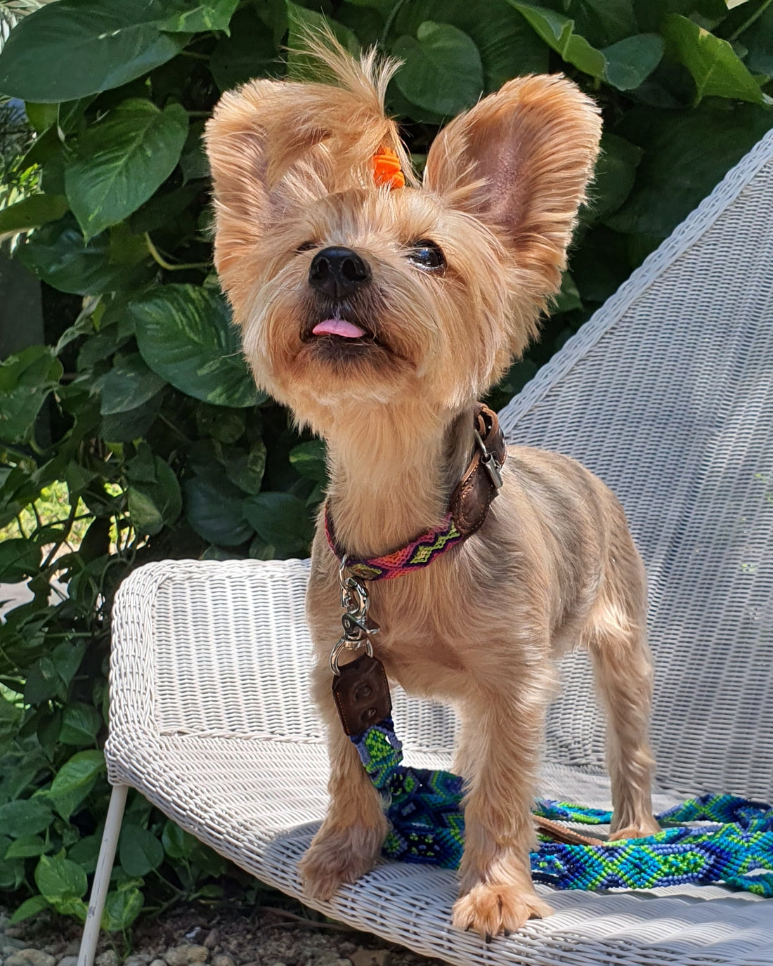 La correa ¡MÁS COOL!