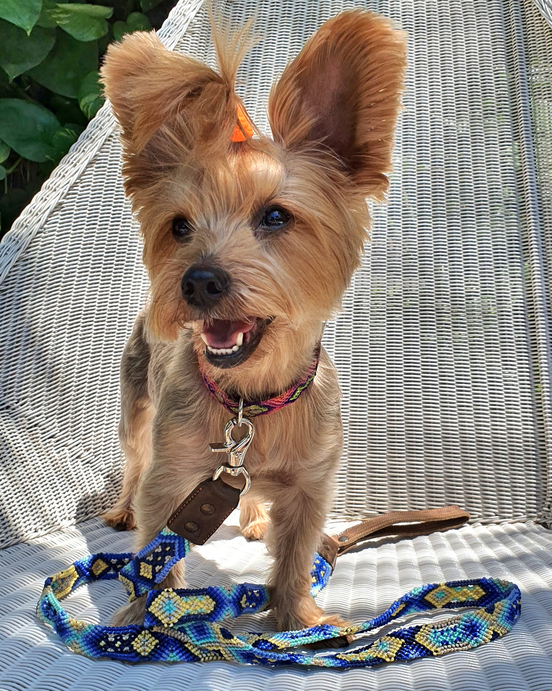 La correa ¡MÁS NICE!