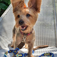 La correa ¡MÁS NICE!