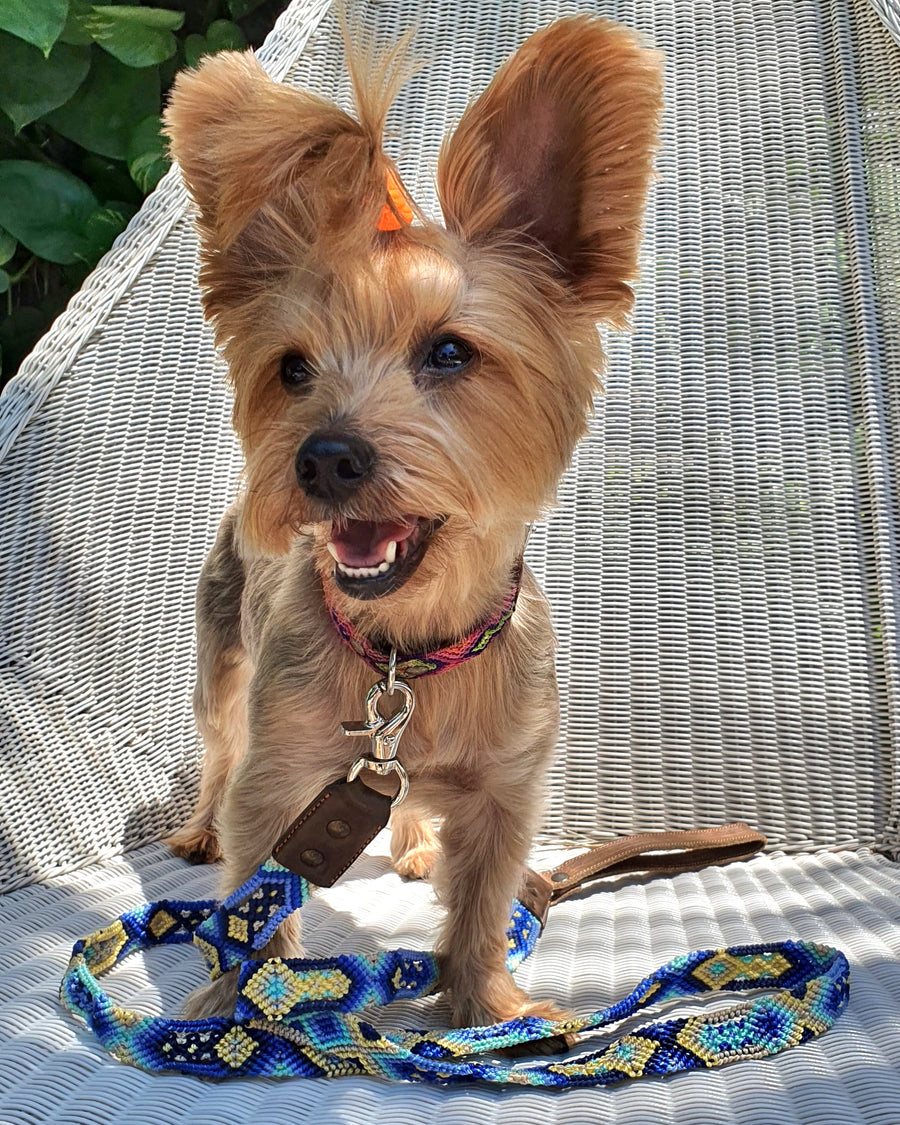 La correa ¡MÁS NICE!