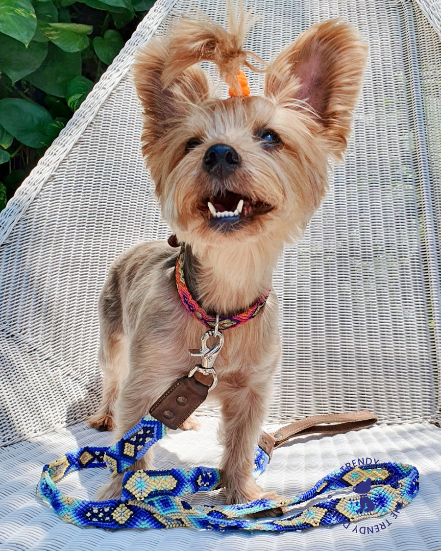 La correa ¡MÁS NICE!