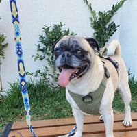 La correa ¡MÁS NICE!