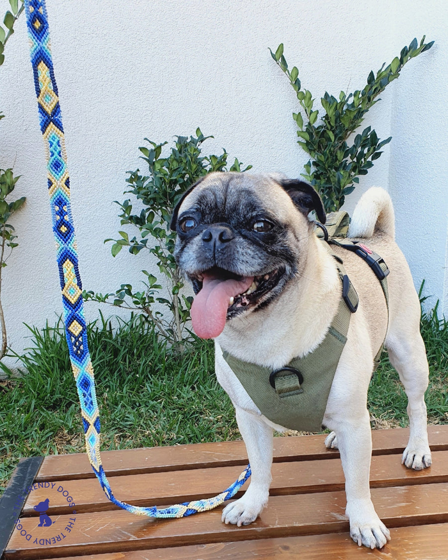 La correa ¡MÁS NICE!