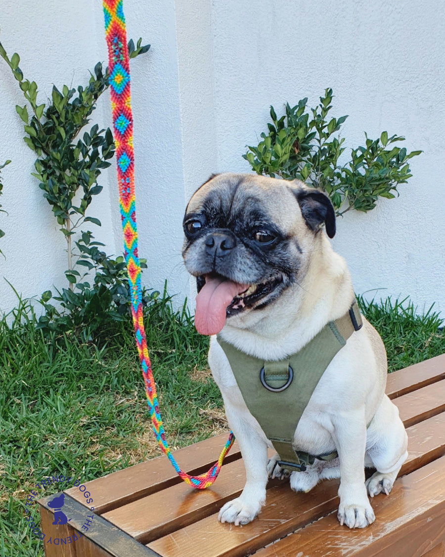 La correa ¡MÁS PERRONA!