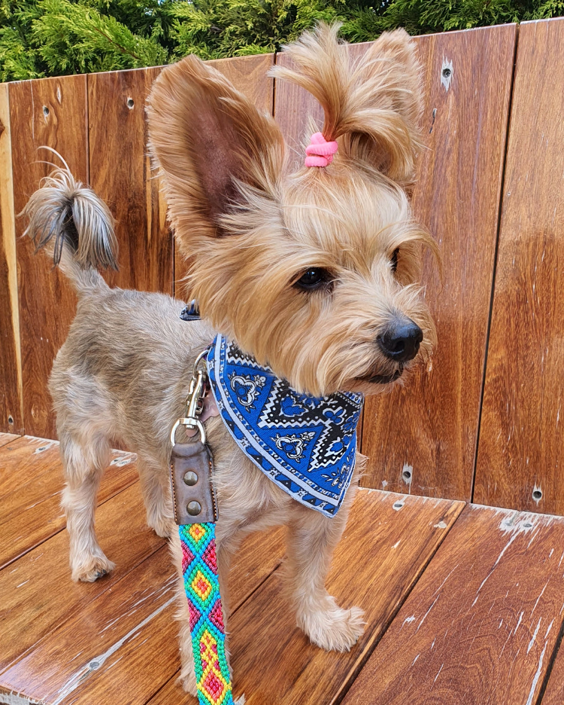 La correa ¡MÁS PERRONA!