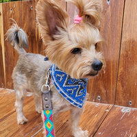 La correa ¡MÁS PERRONA!