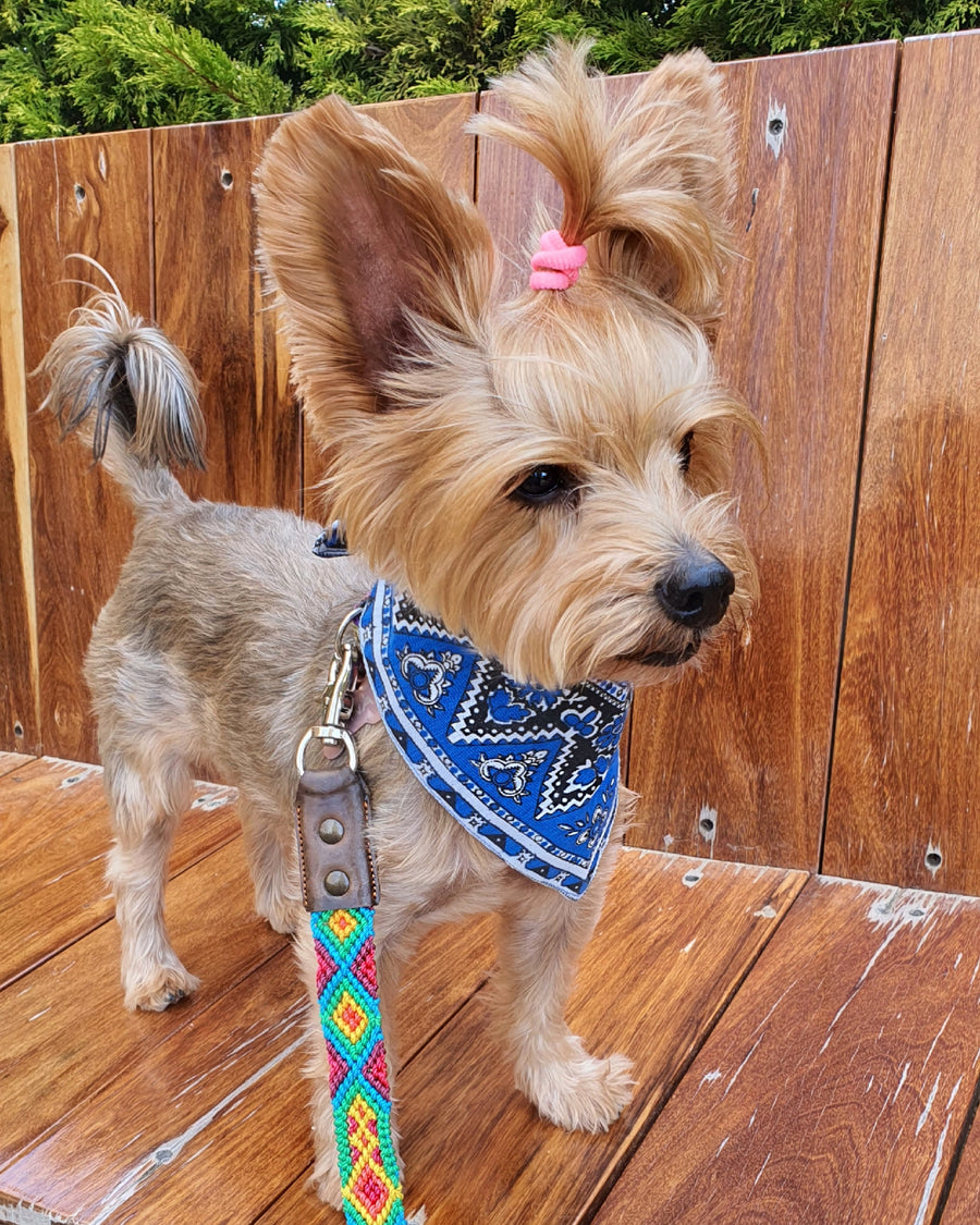 La correa ¡MÁS PERRONA!