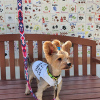 La correa ¡MÁS CHIC!