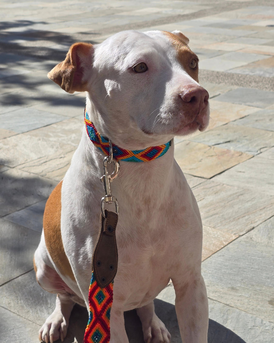 El set ¡MÁS PERRÓN!