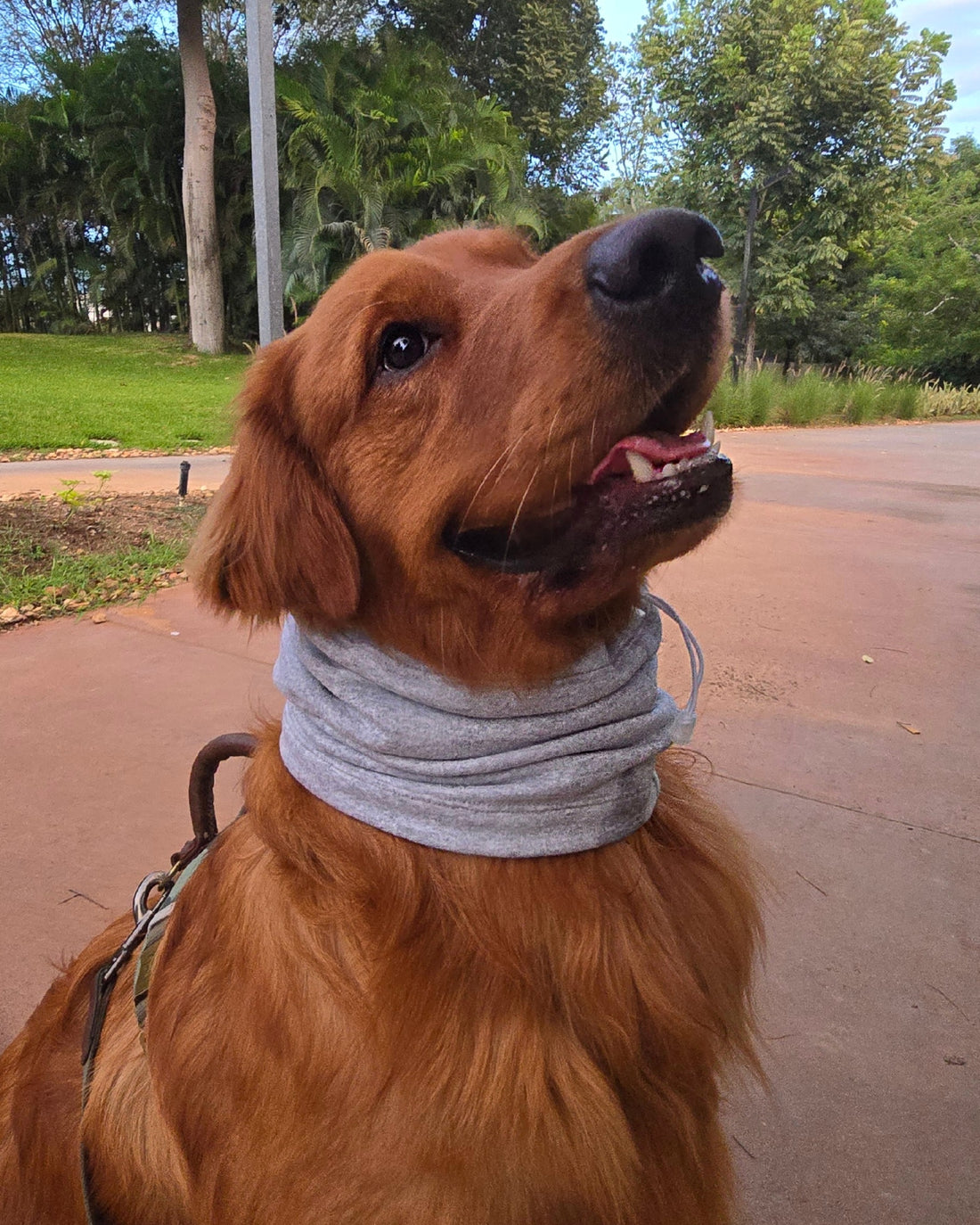 Snood Trendy Gris 🩶