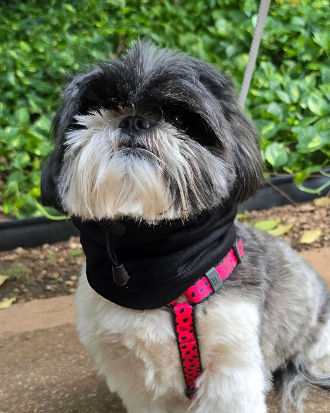 Snood Trendy Negro 🖤