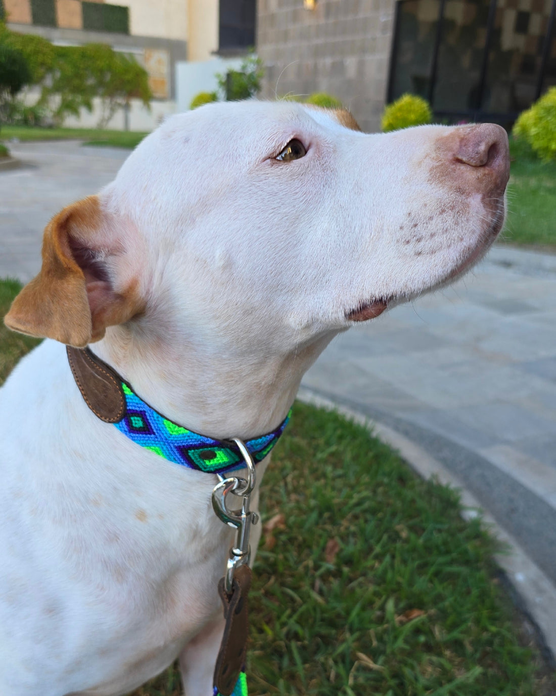 El collar ¡MÁS COOL!