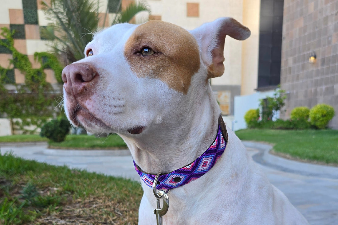 El collar ¡MÁS CHIC!