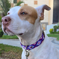 El collar ¡MÁS CHIC!