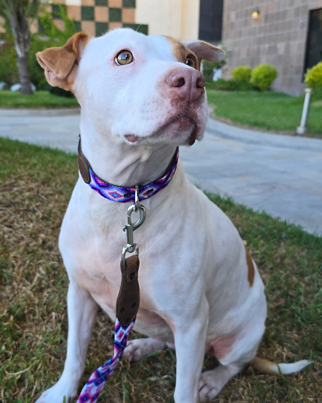 El collar ¡MÁS CHIC!