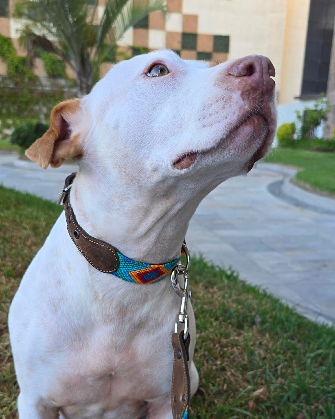 El collar ¡MÁS PERRÓN!