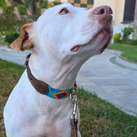 El collar ¡MÁS PERRÓN!