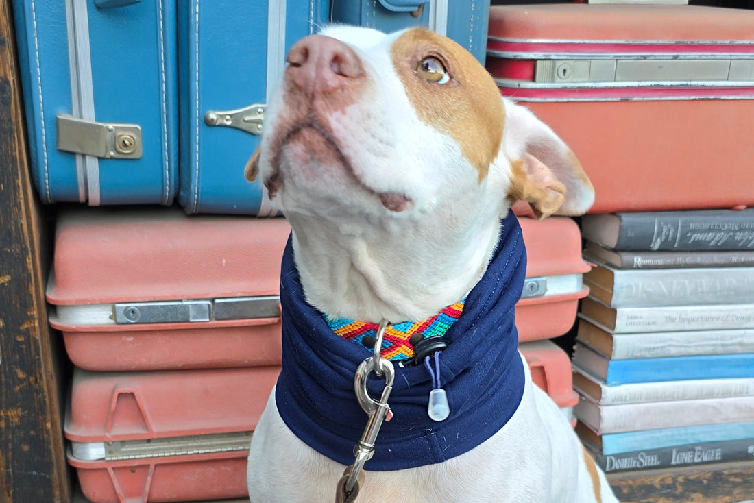 El collar ¡MÁS PERRÓN!