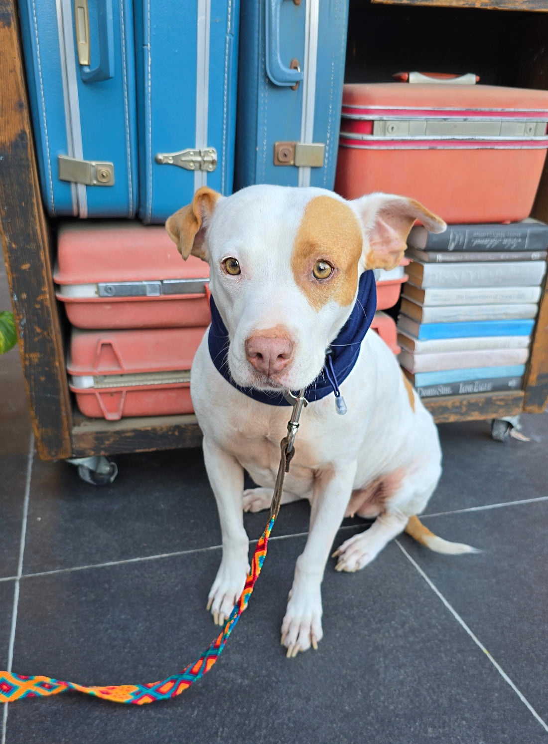 La correa ¡MÁS PERRONA!