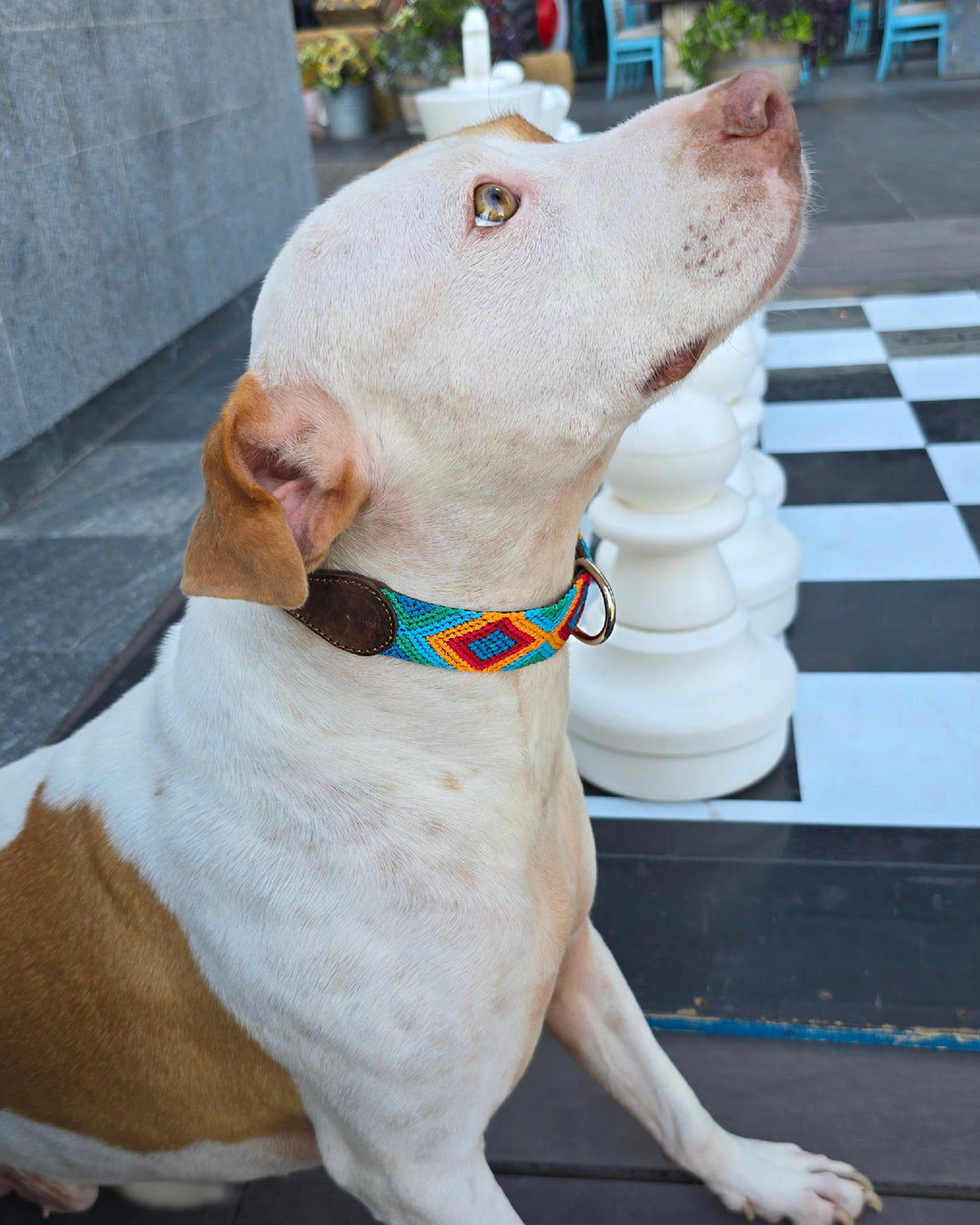 El collar ¡MÁS PERRÓN!