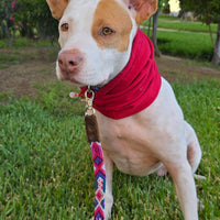 La correa ¡MÁS CHIC!